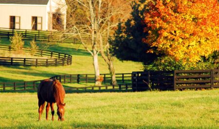 Agricultural Gems: Growing Corn and Other Crops on Kentucky Farmland
